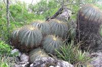 Ferocactus_glaucescens_GM_782.1.jpg